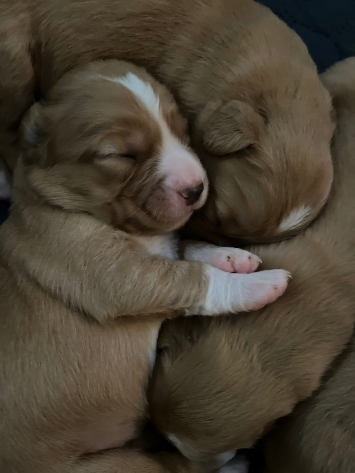 Nova scotia duck tolling retriever