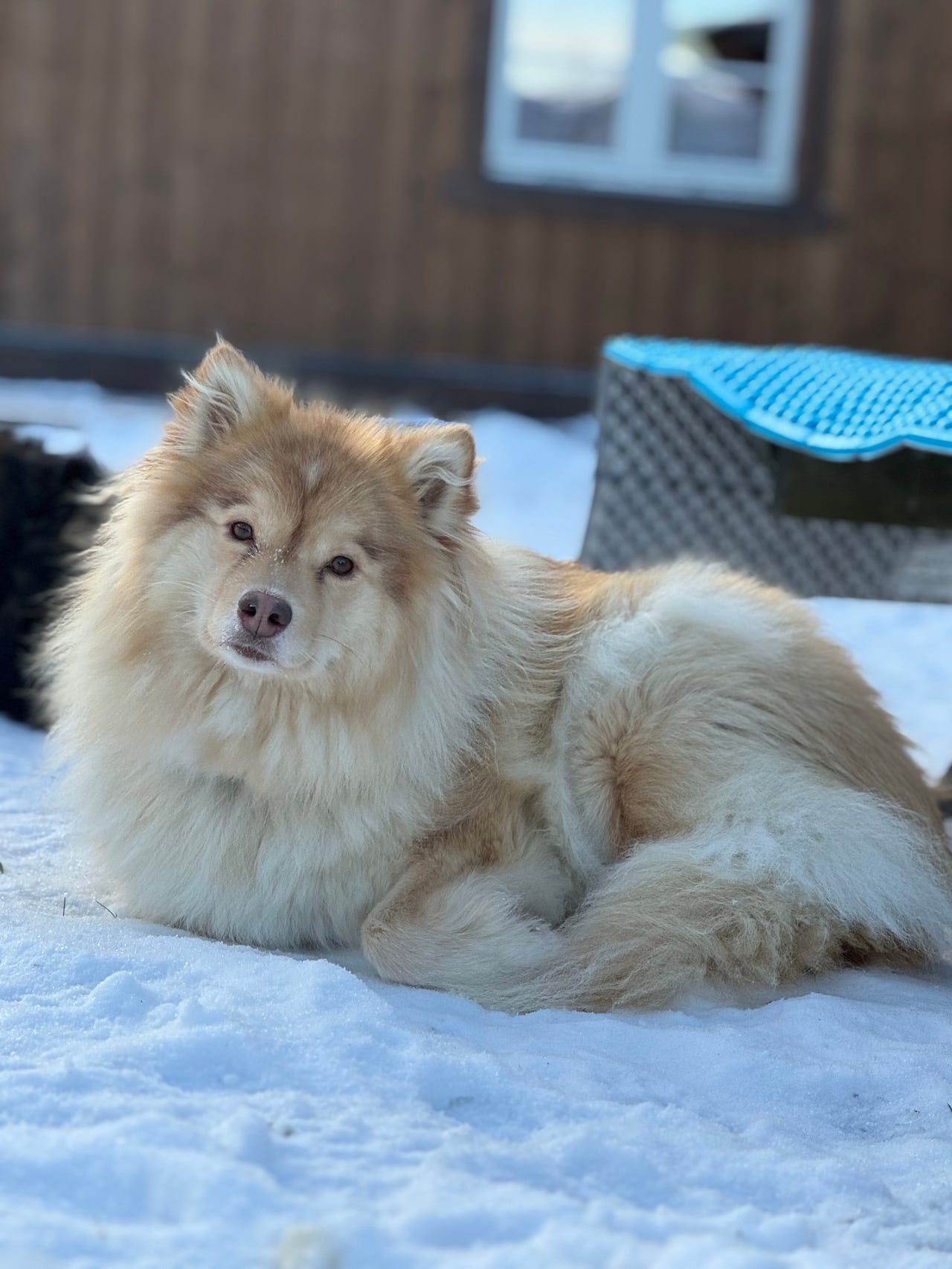 Finsk lapphund