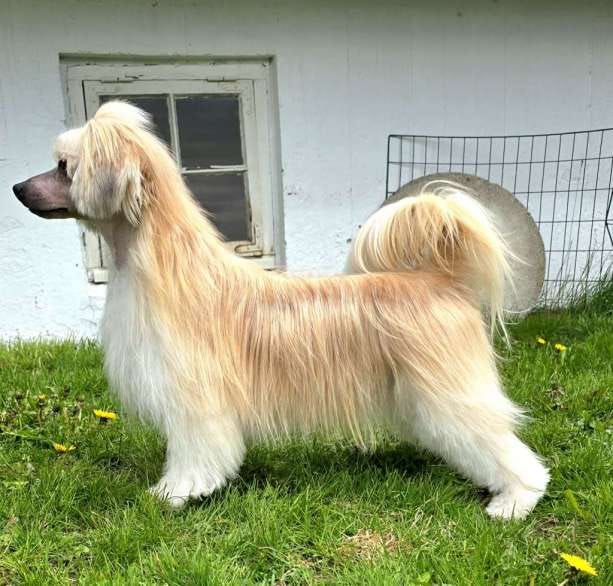 Chinese crested powderpuff