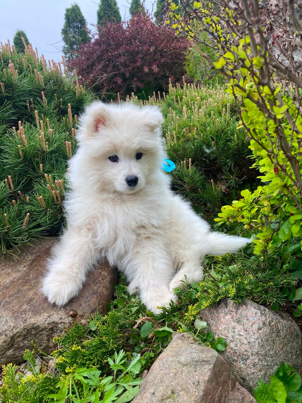 Samojedhund