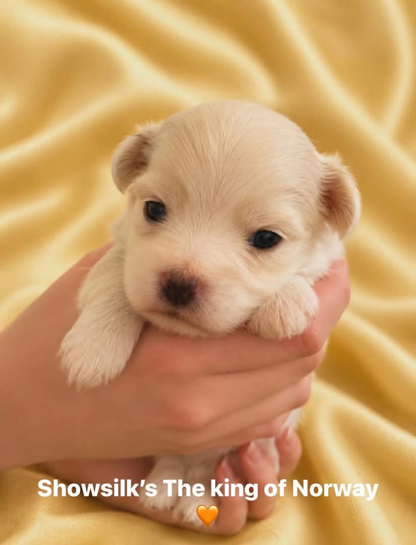 Coton de tulear