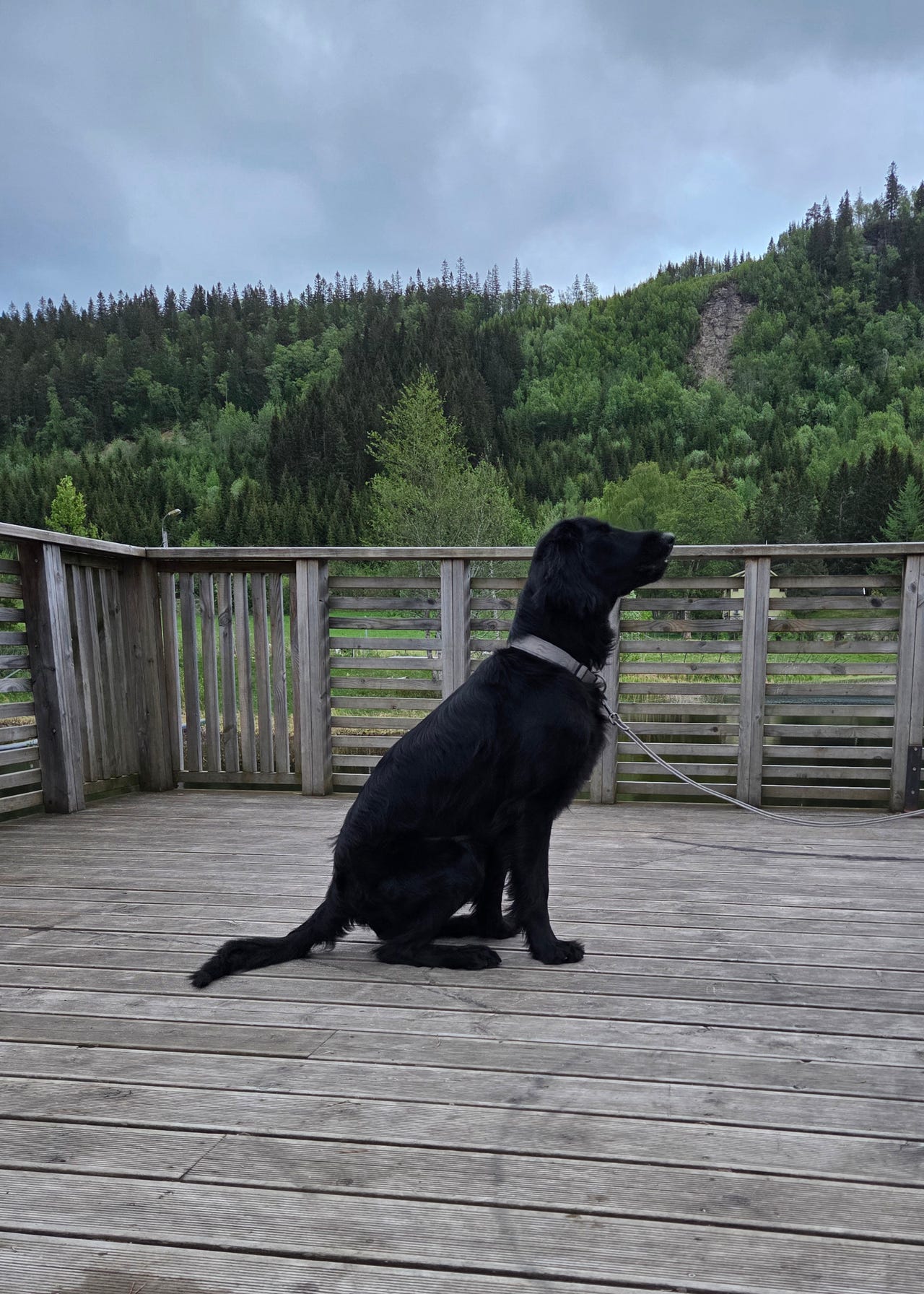 Flat coated retriever