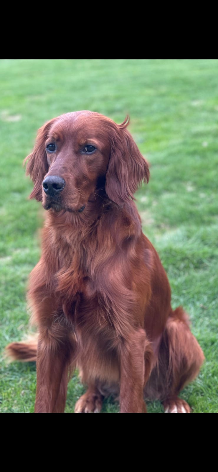 Irsk setter