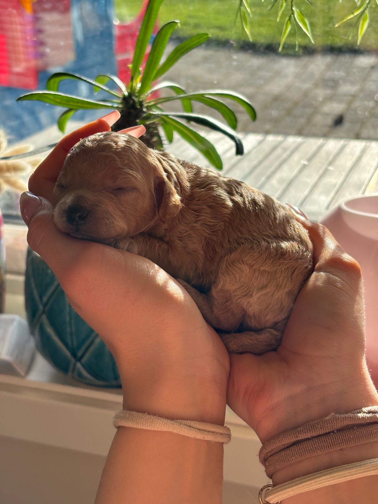 Toy puddel