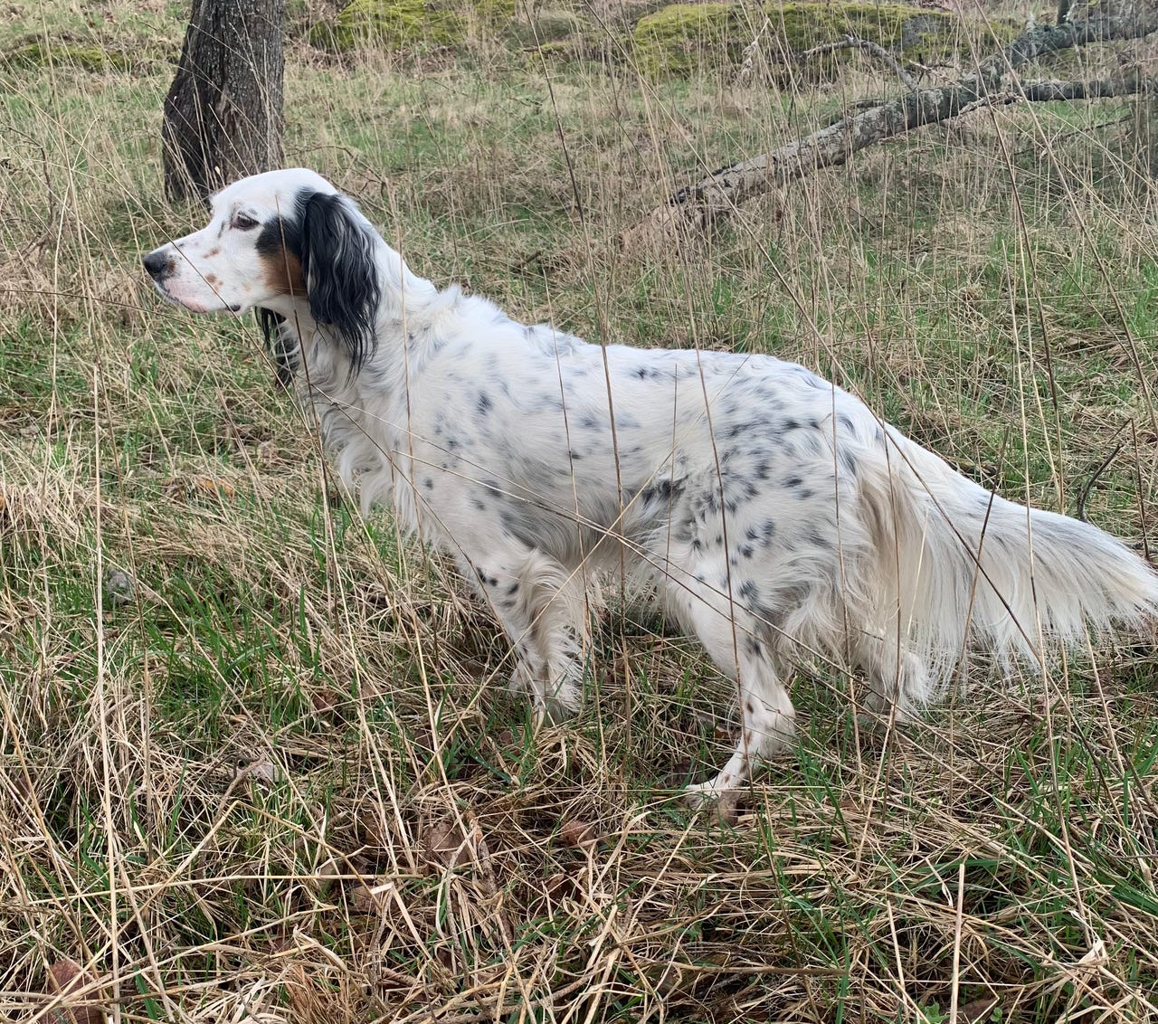 Engelsk setter