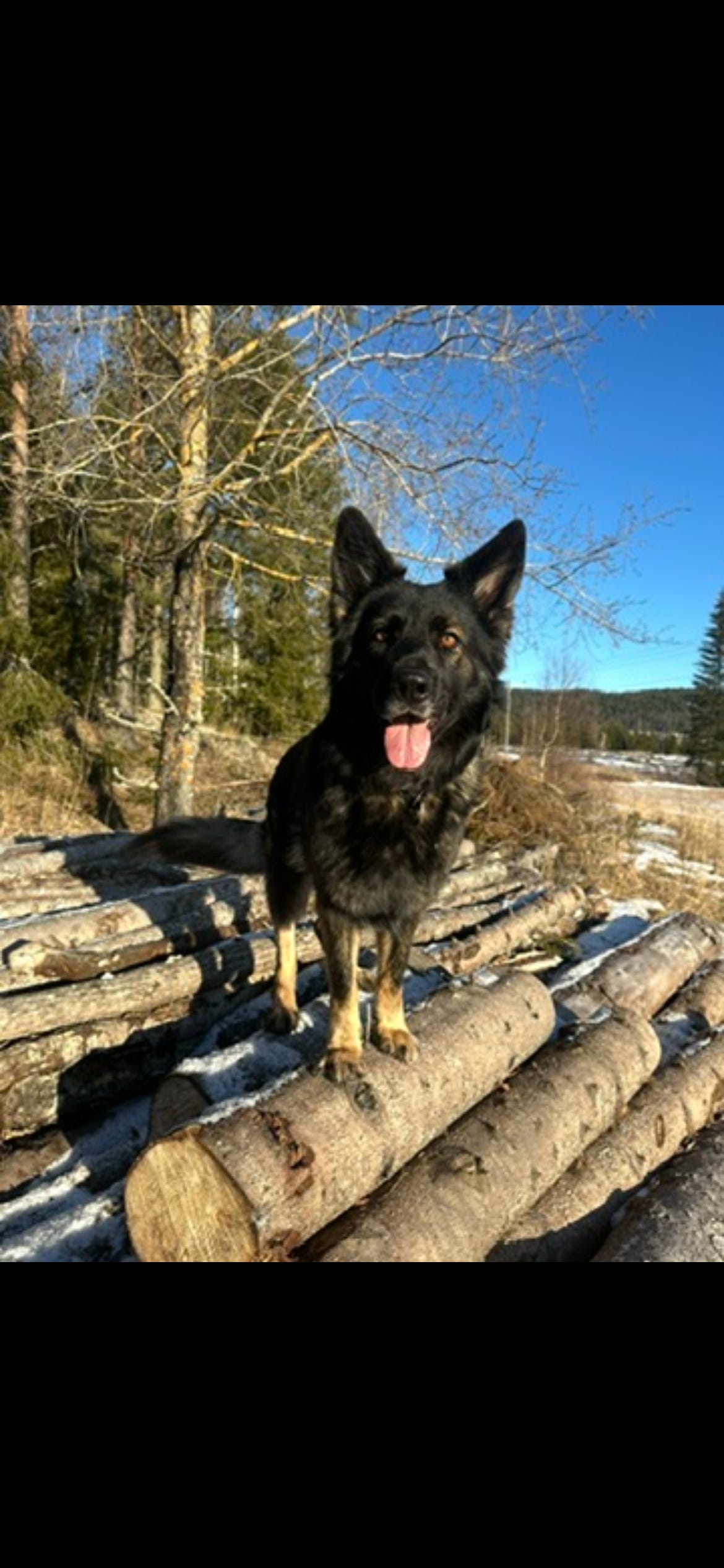 Schäferhund langhår