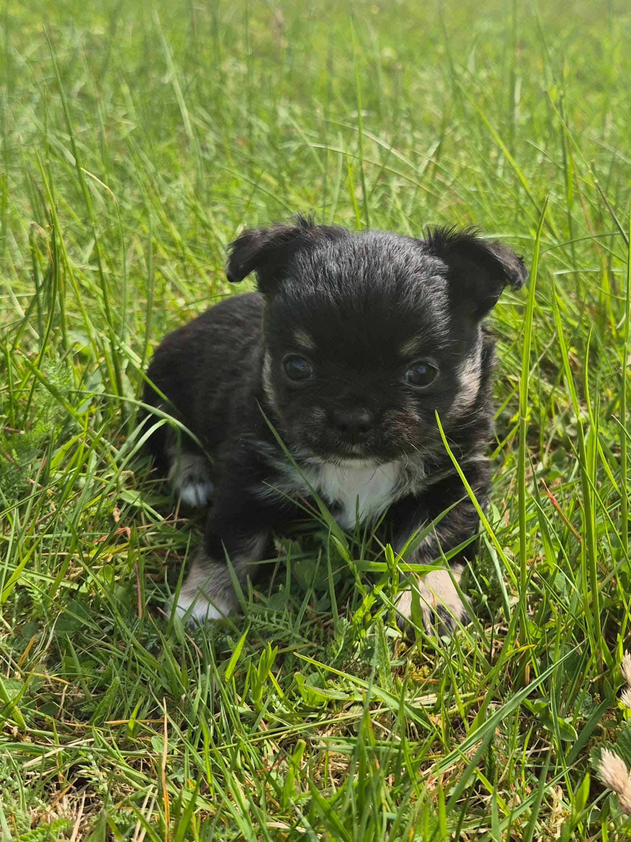 Chihuahua langhåret