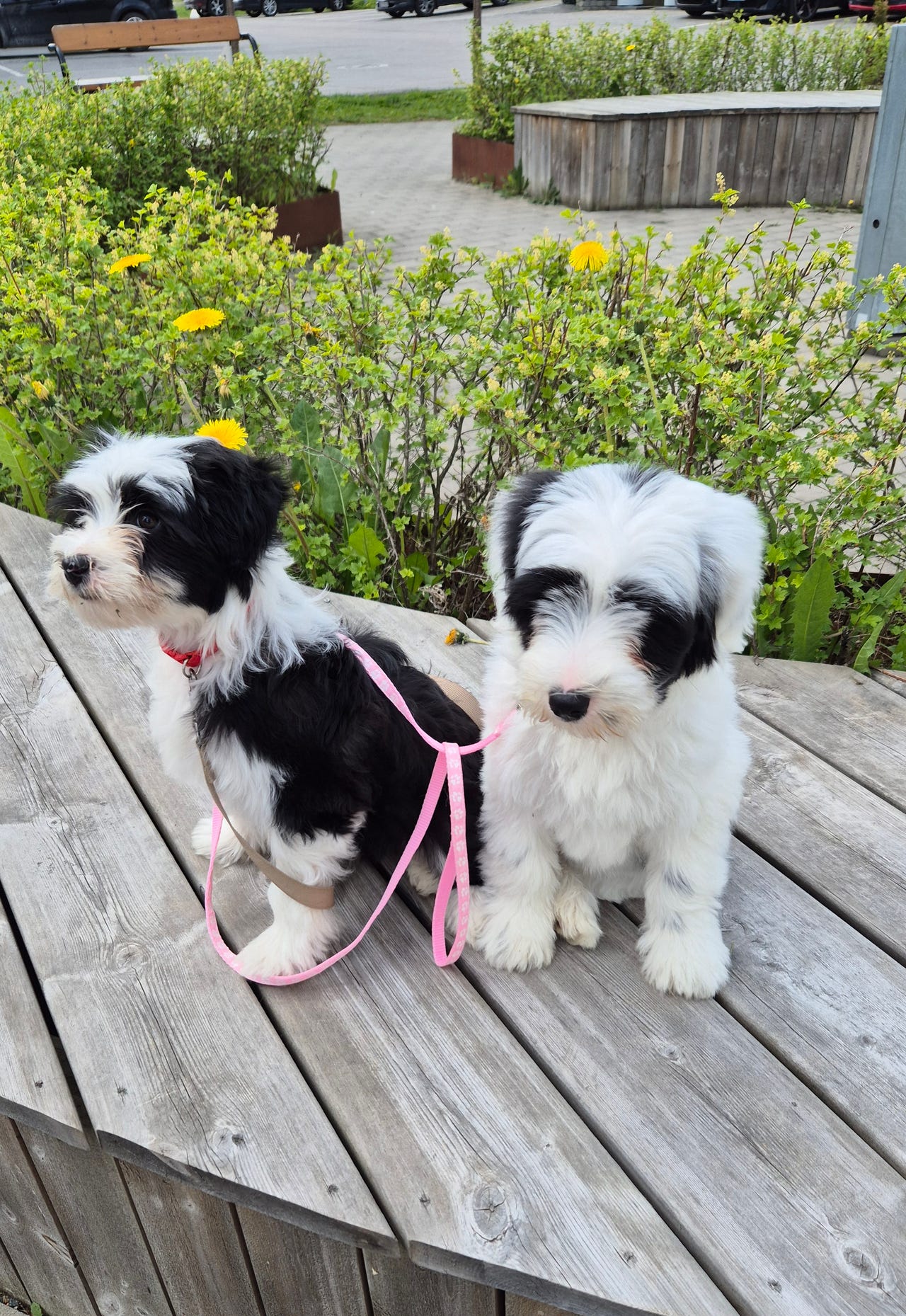 Tibetansk terrier