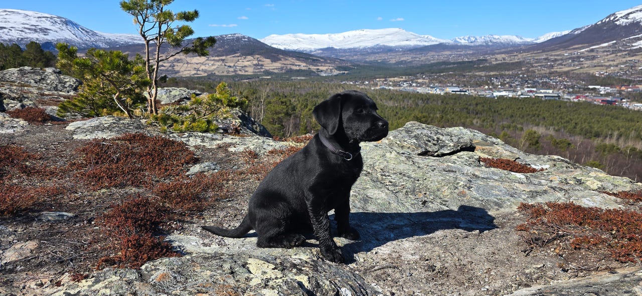 Labrador retriever