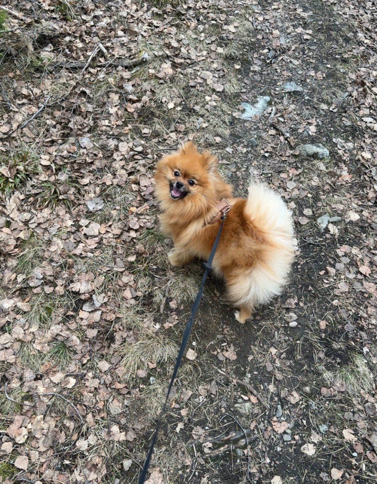 Kleinspitz