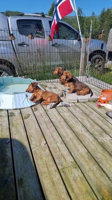 Dachshund langhåret