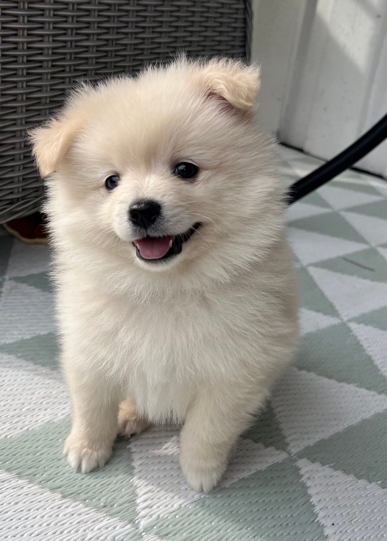 Kleinspitz