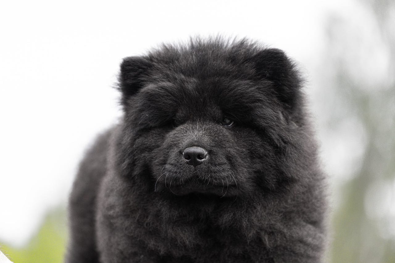 Chow chow