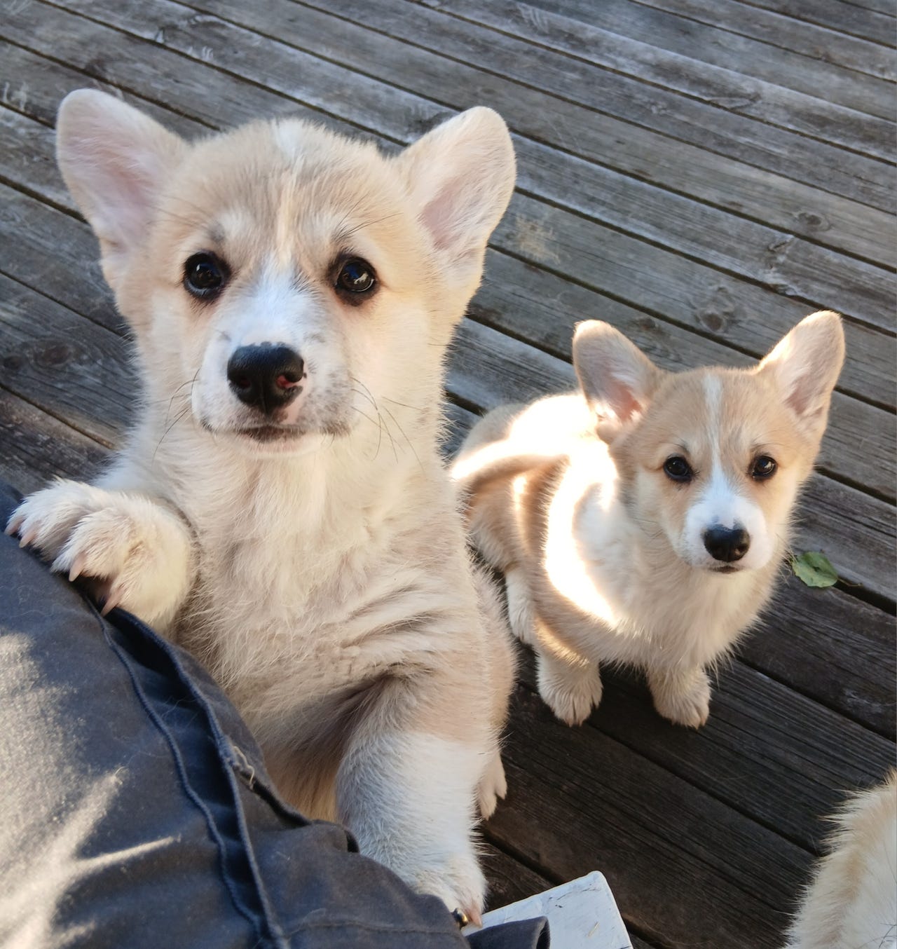 Welsh corgi pembroke