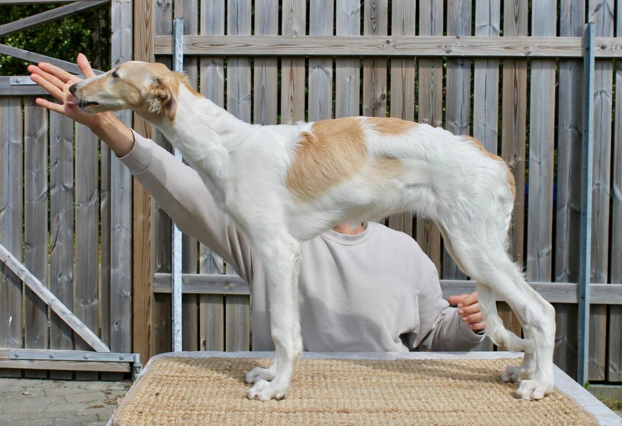 Borzoi