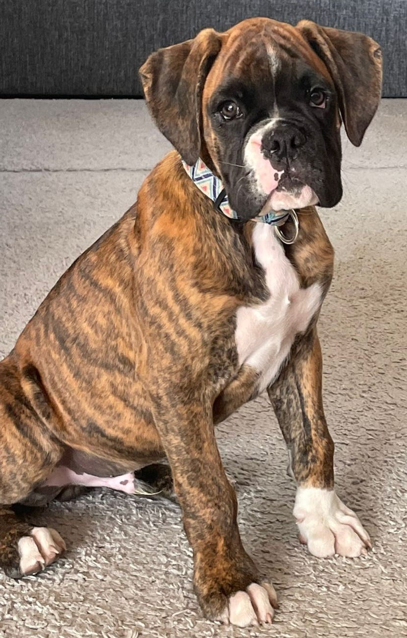 Boxer