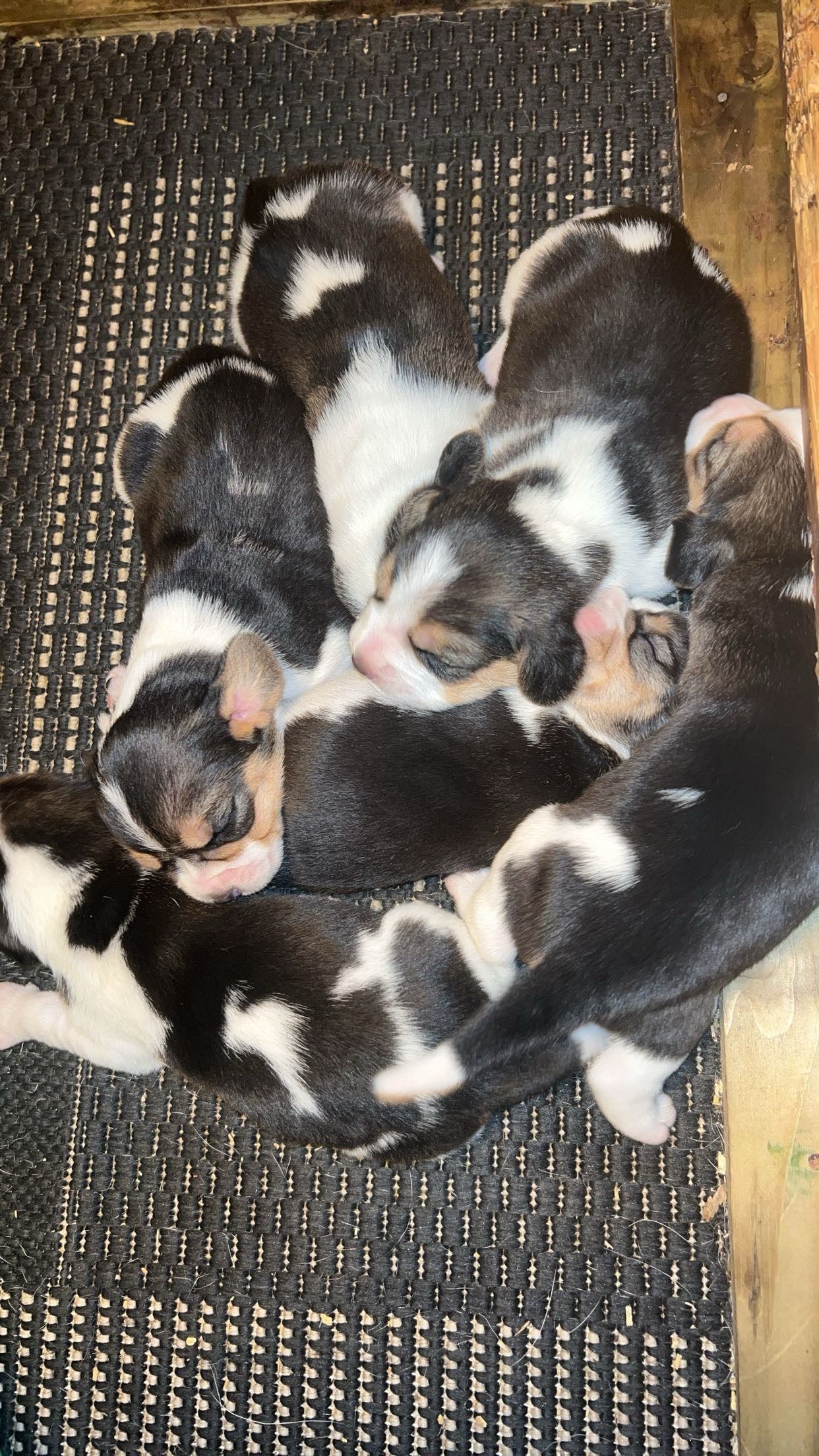 Beagle