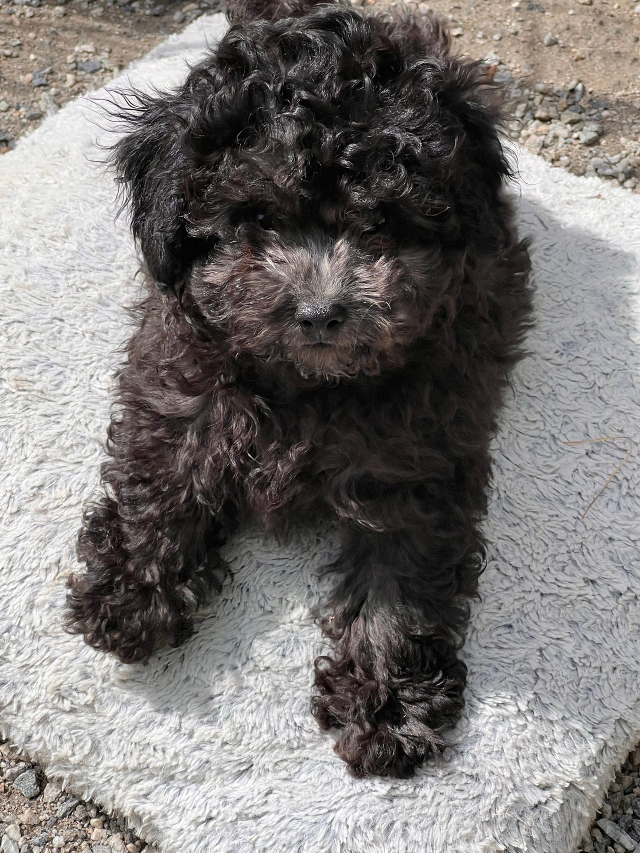 Toy puddel