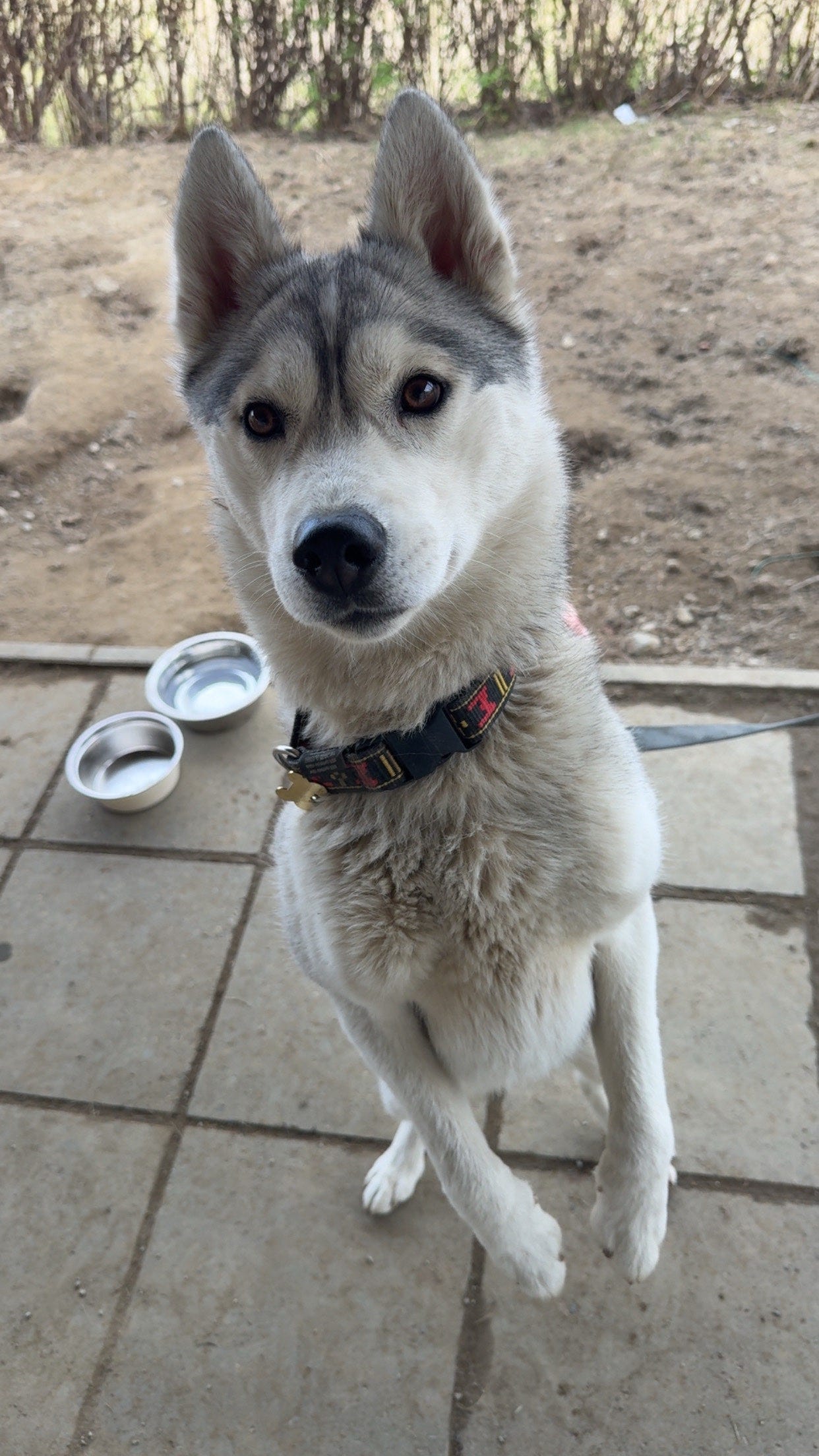 Siberian husky