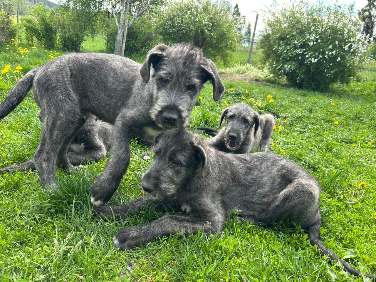 Irsk ulvehund
