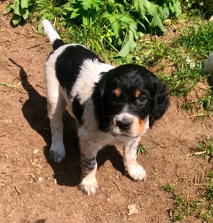 Engelsk setter