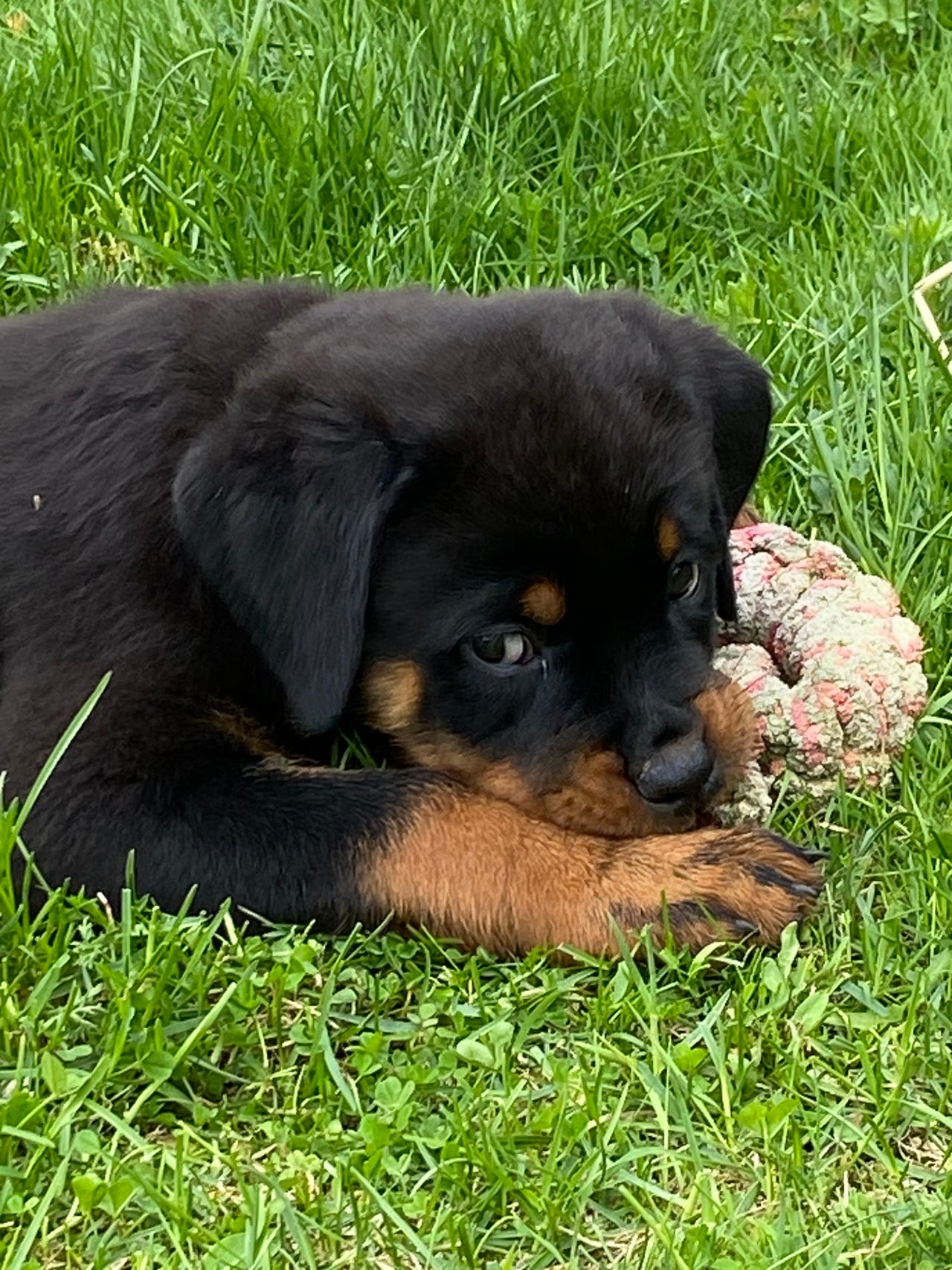 Rottweiler