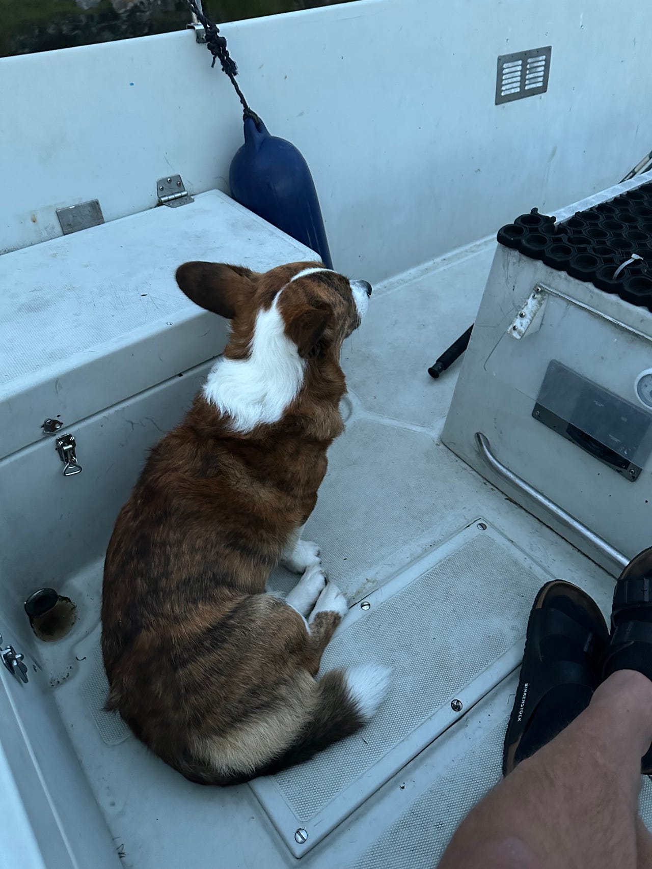 Welsh corgi cardigan