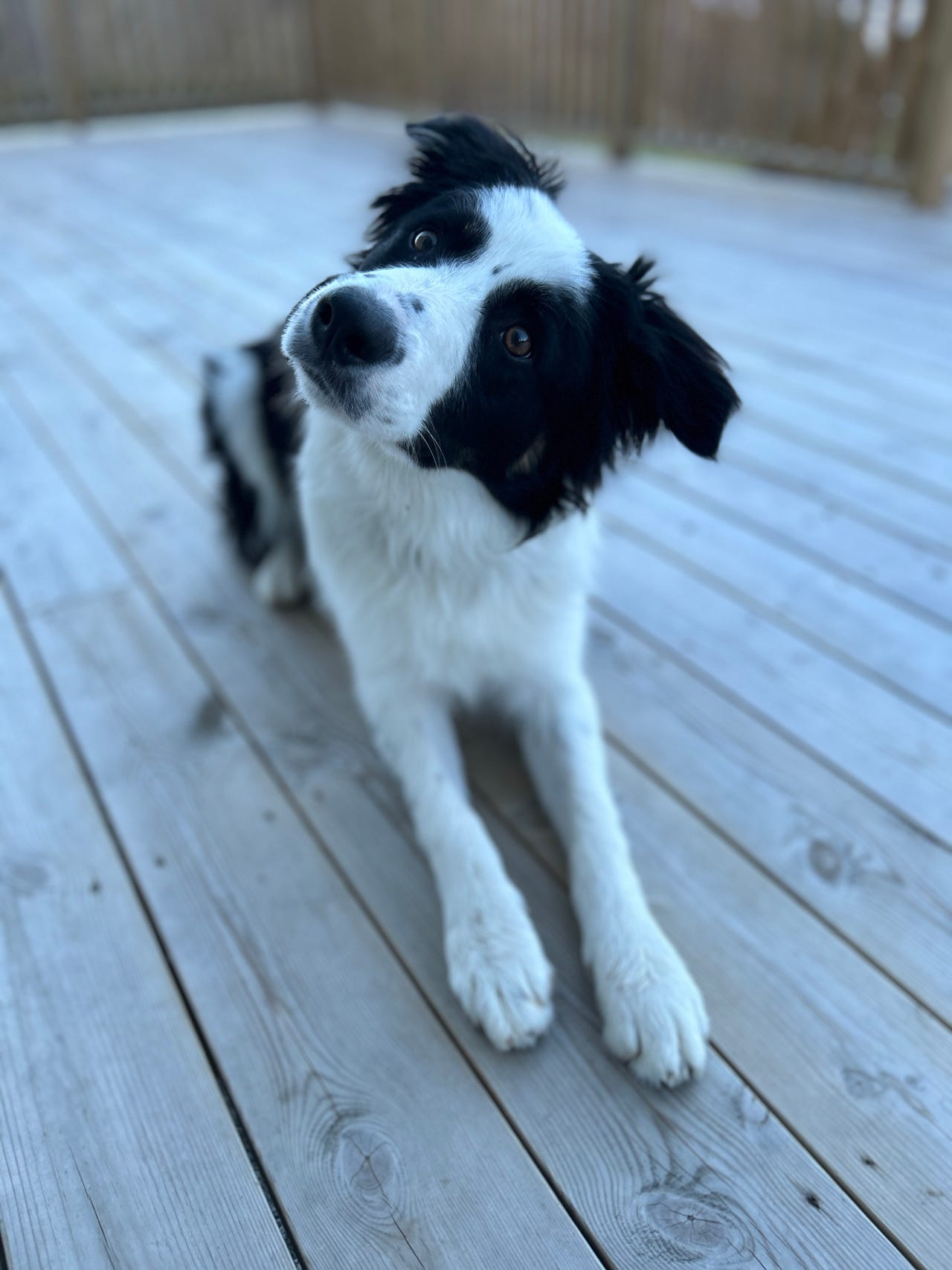 Border collie