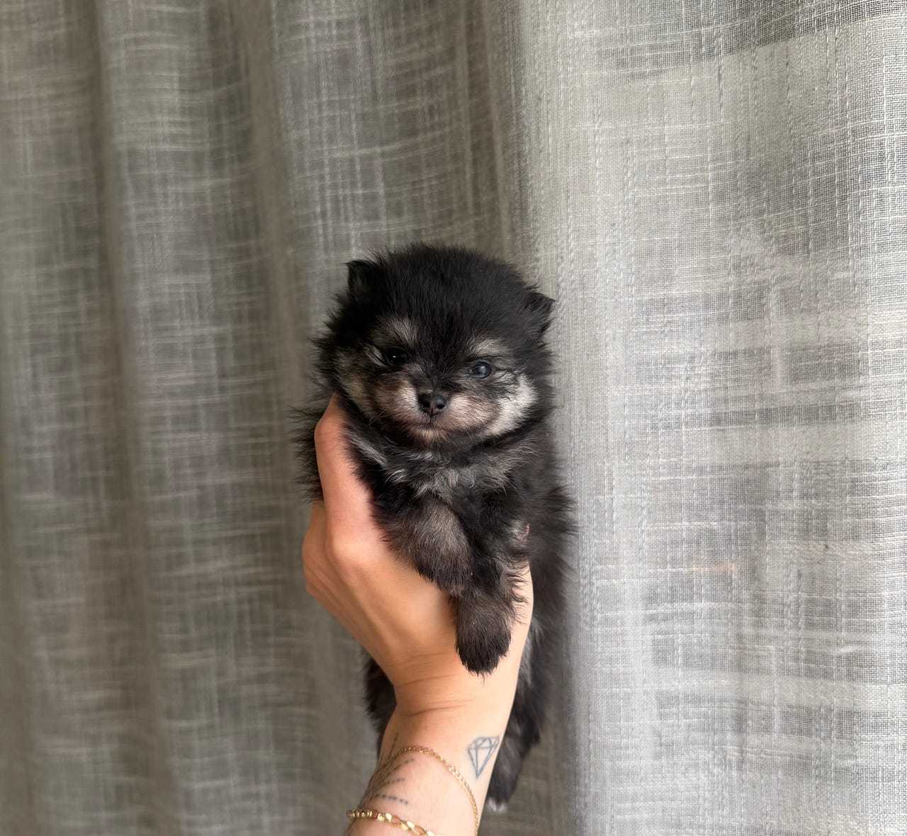 Pomeranian