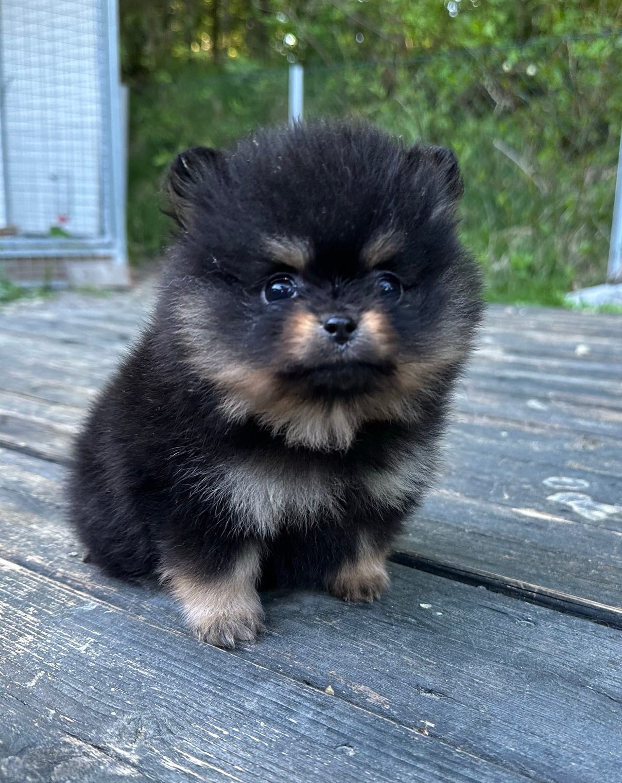Pomeranian