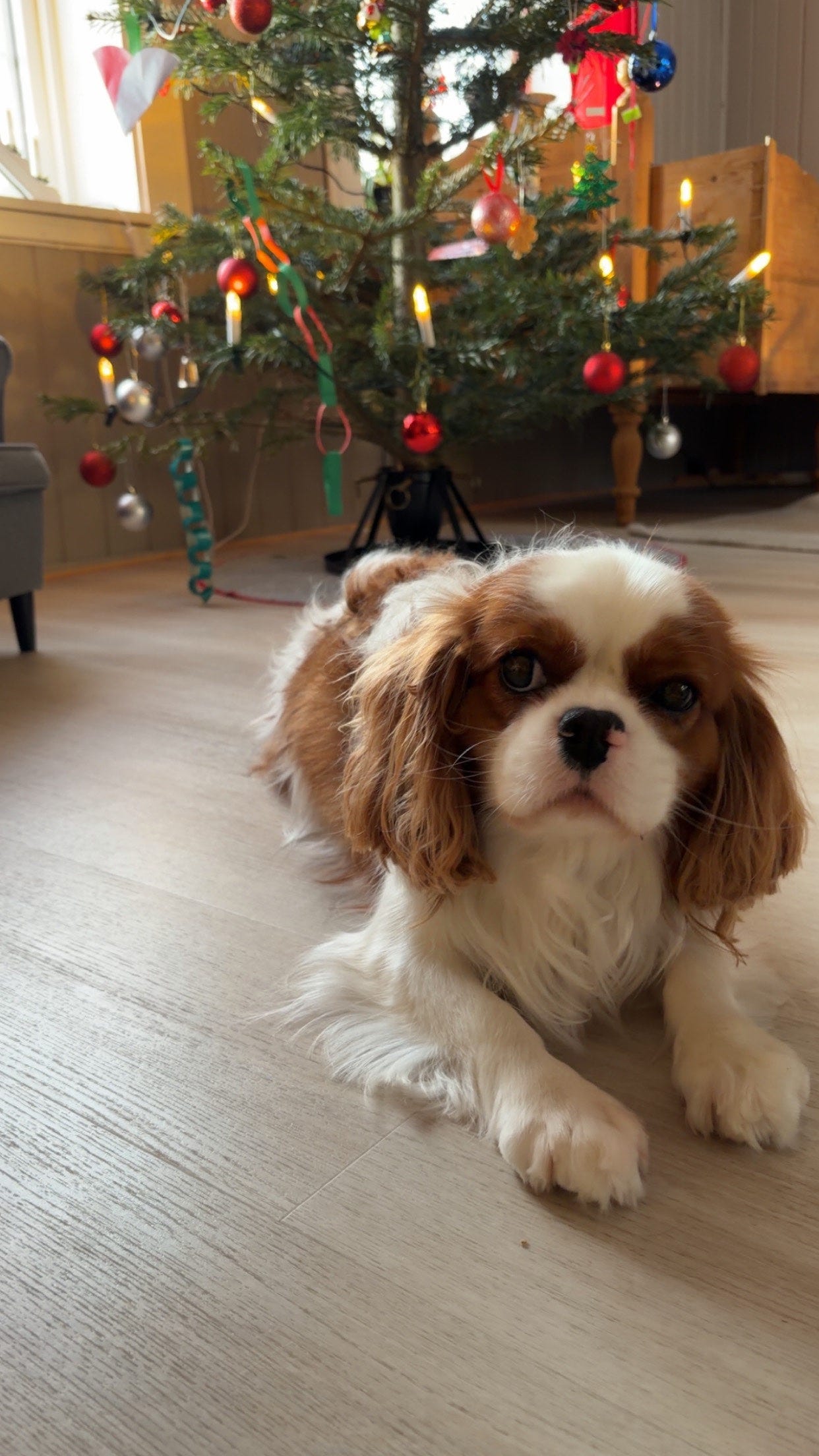 Cavalier king charles spaniel