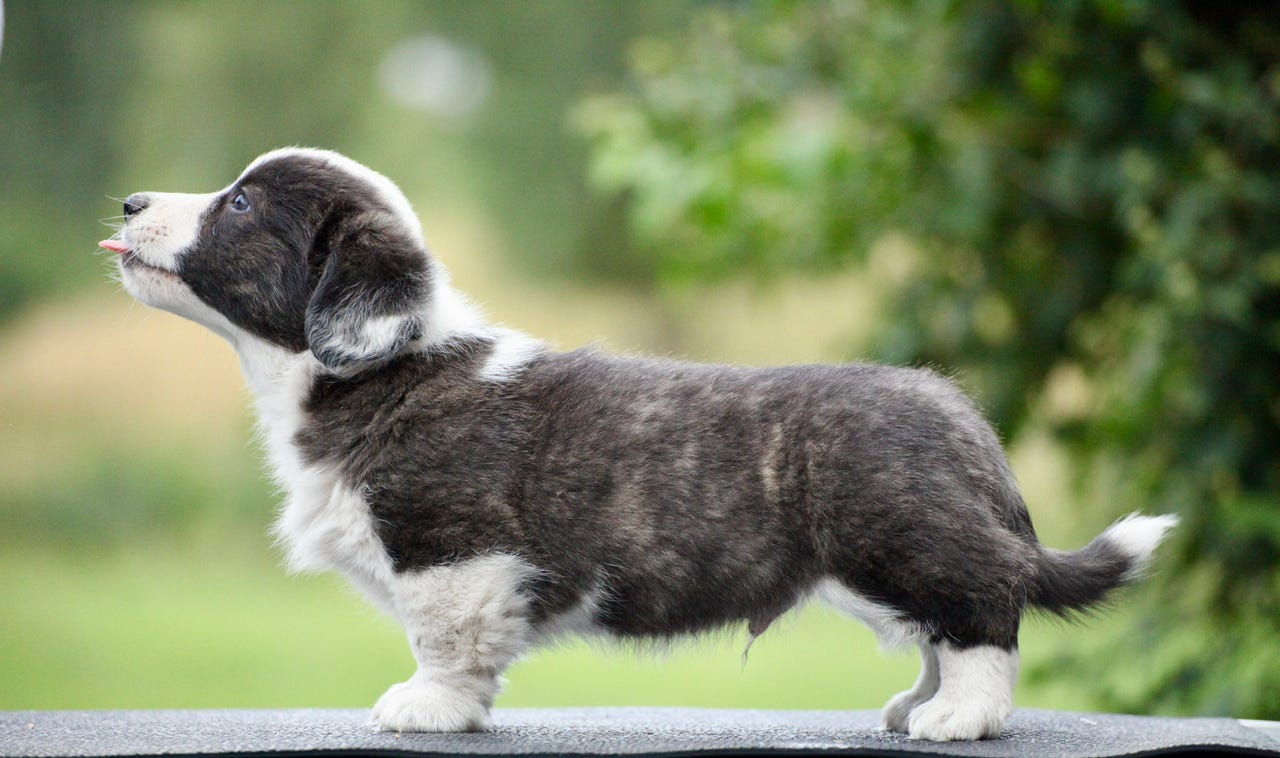 Welsh corgi cardigan