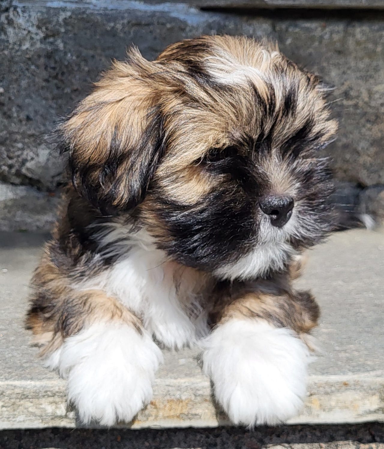 Lhasa apso