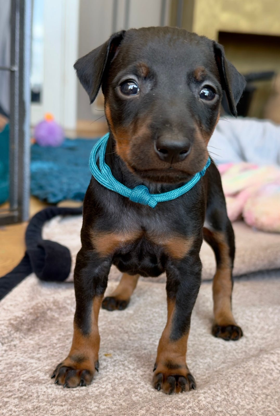 Manchester terrier