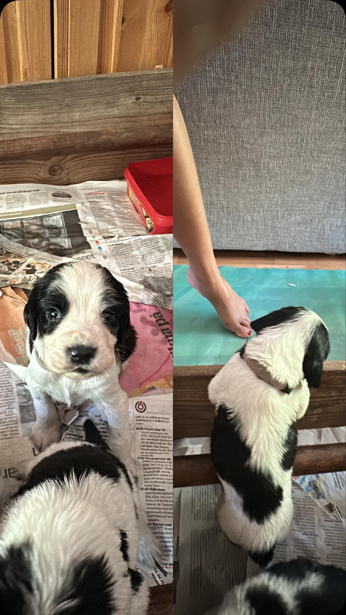 Engelsk springer spaniel