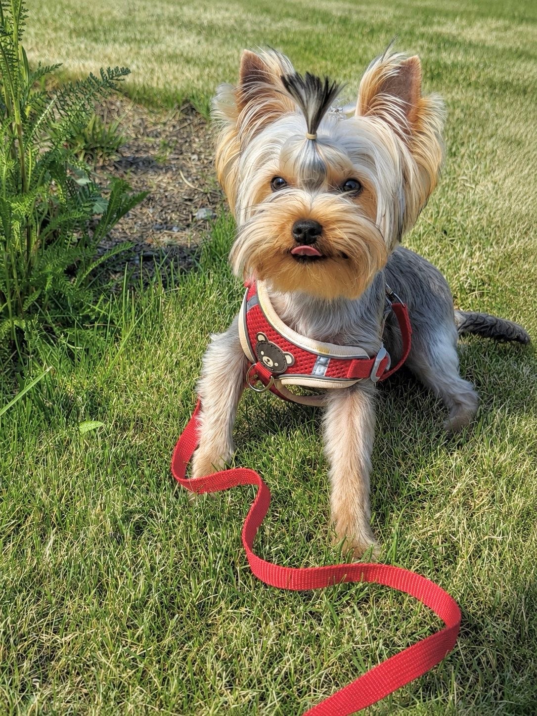 Yorkshire terrier