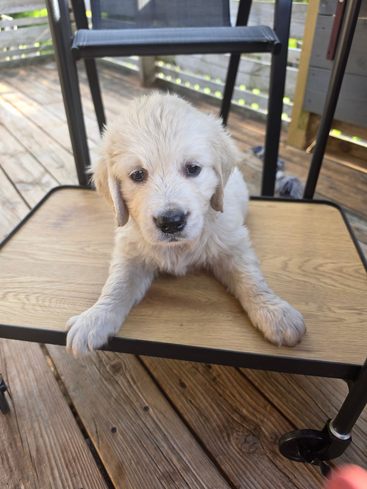 Golden retriever