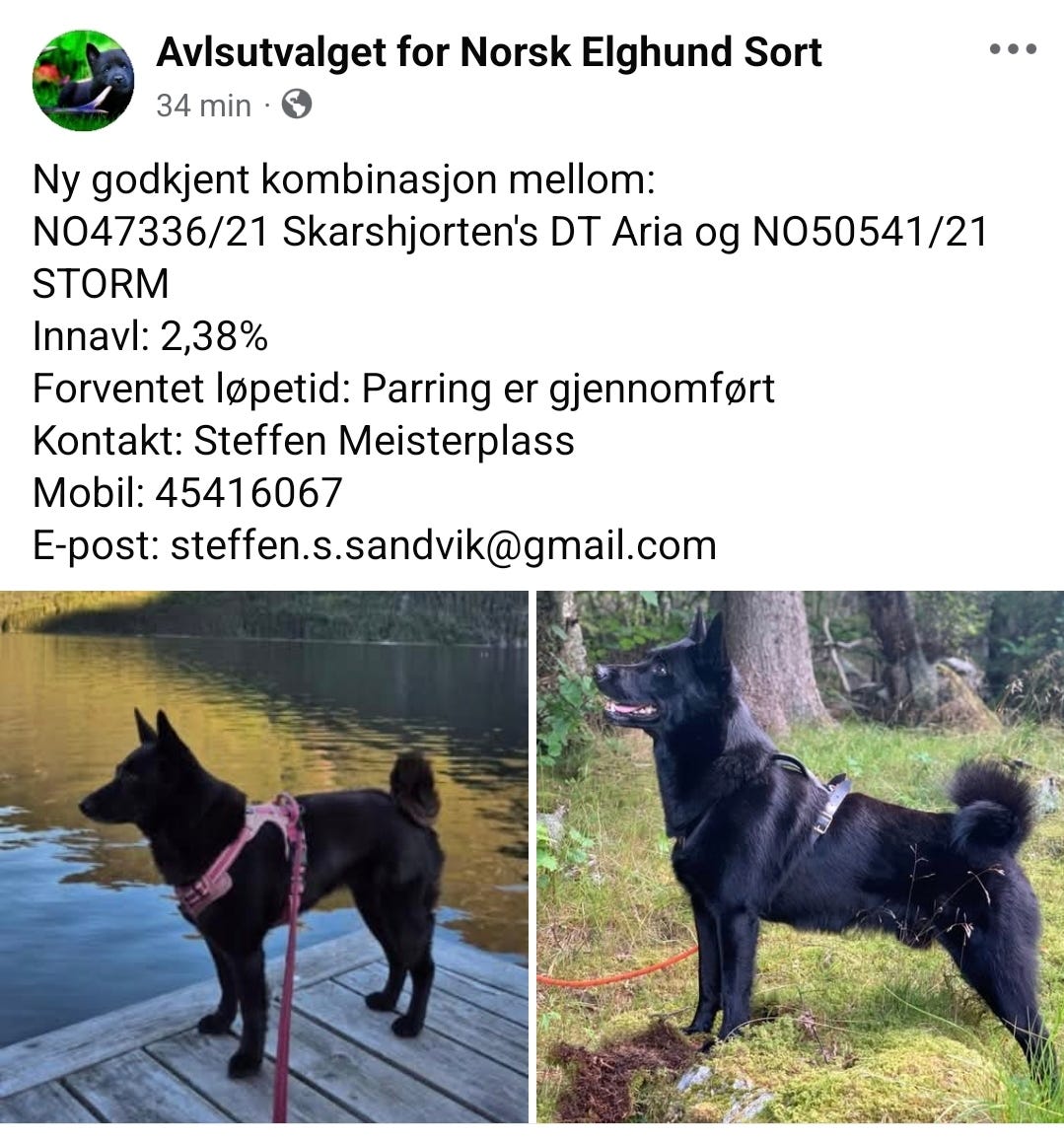 Norsk elghund sort