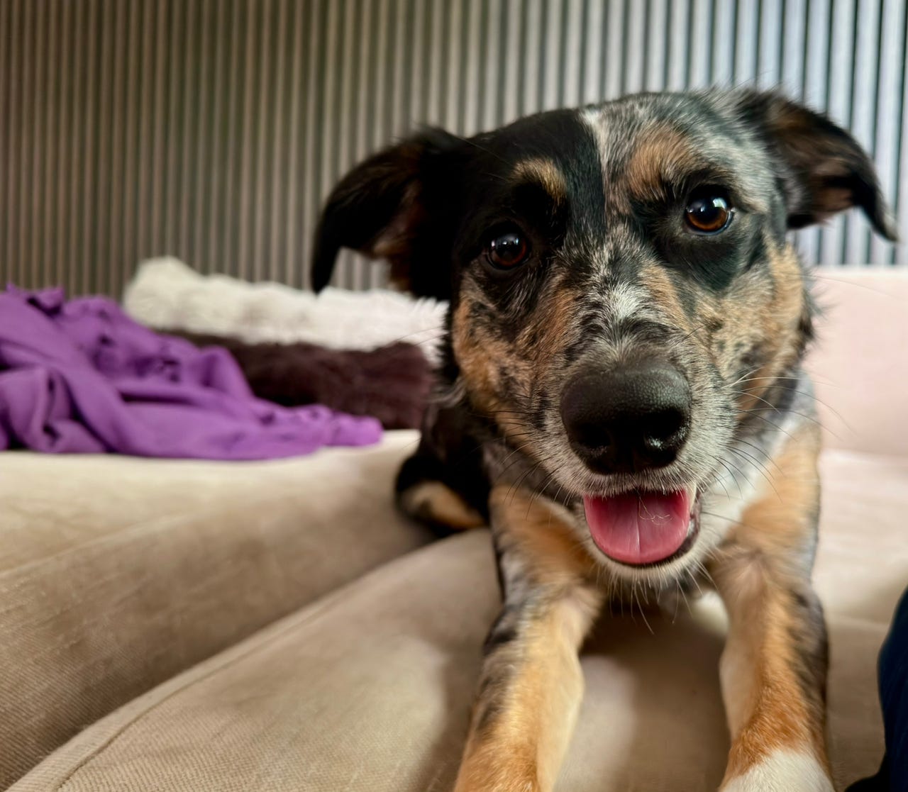 Australsk kelpie