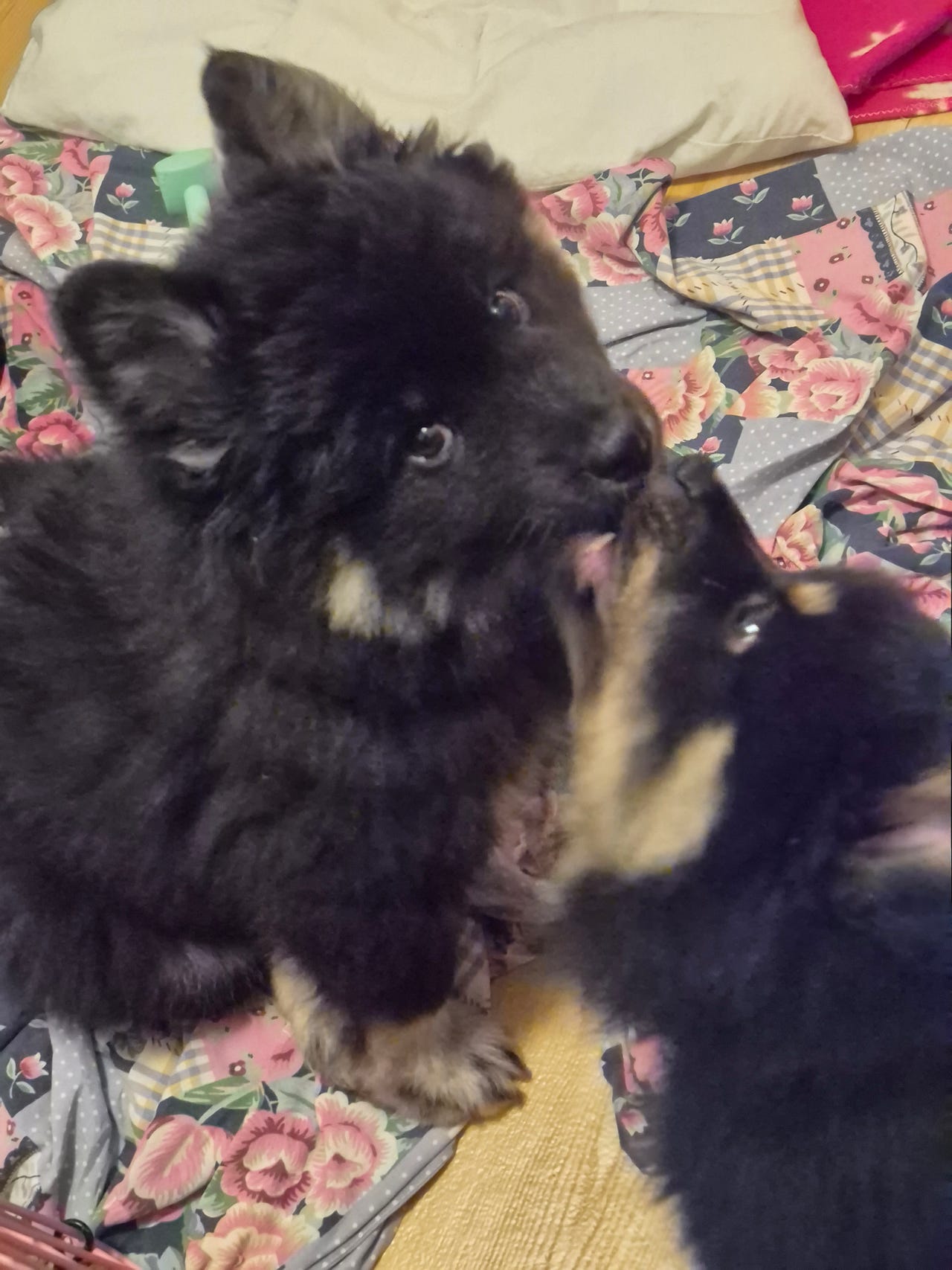 Finsk lapphund