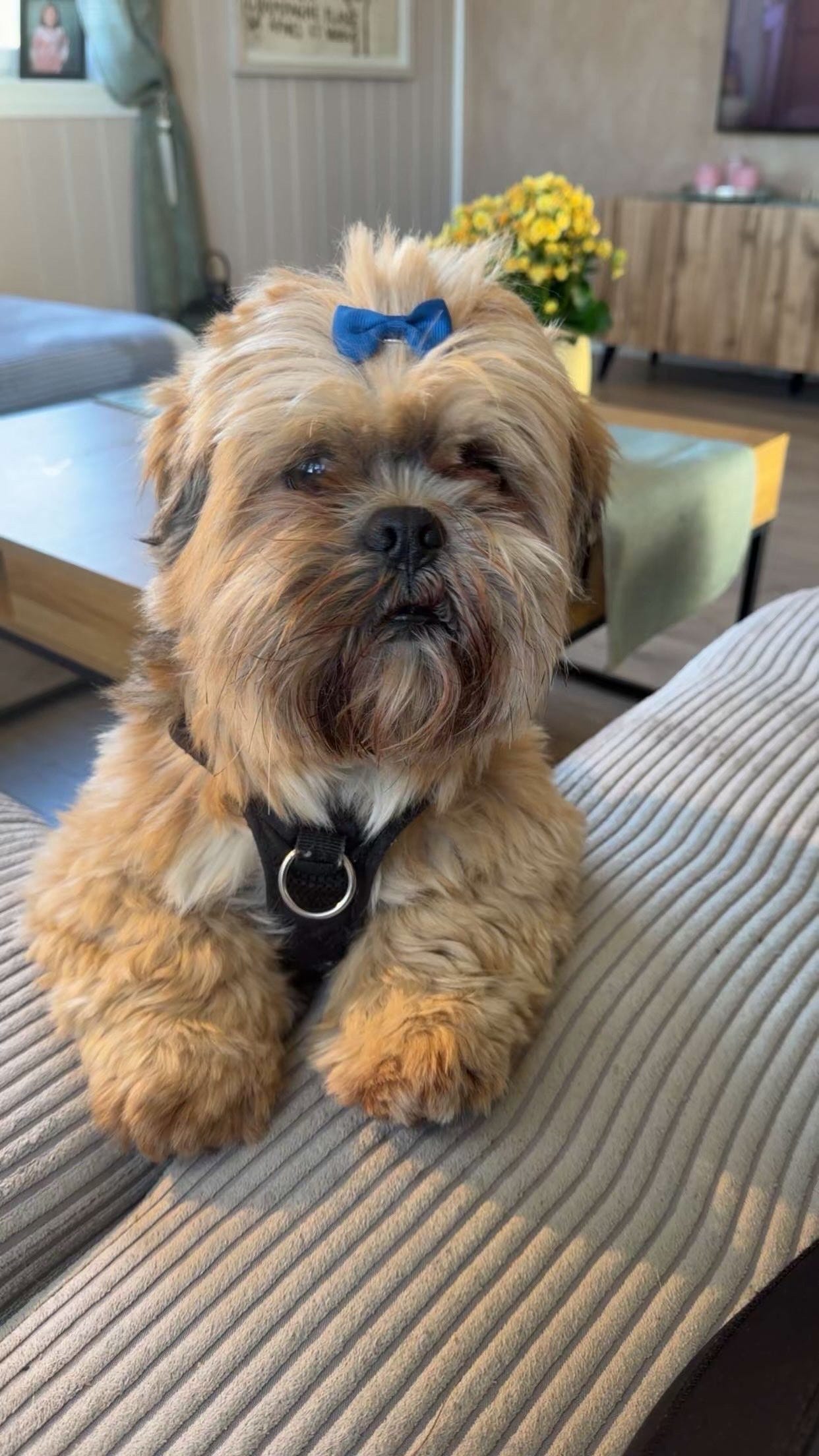 Lhasa apso