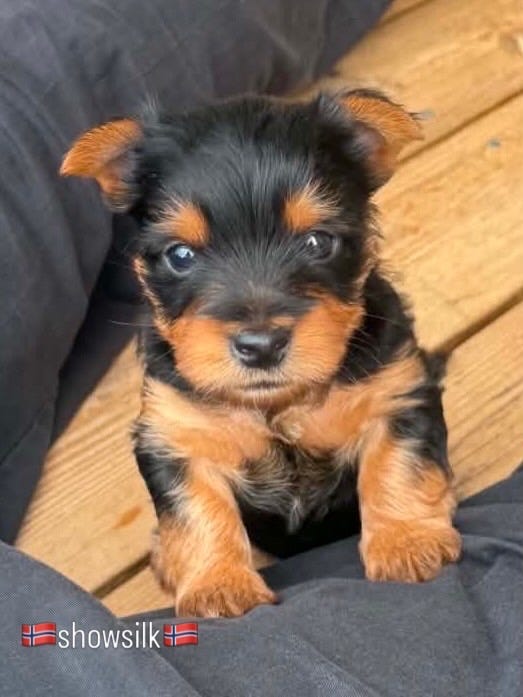 Silky terrier