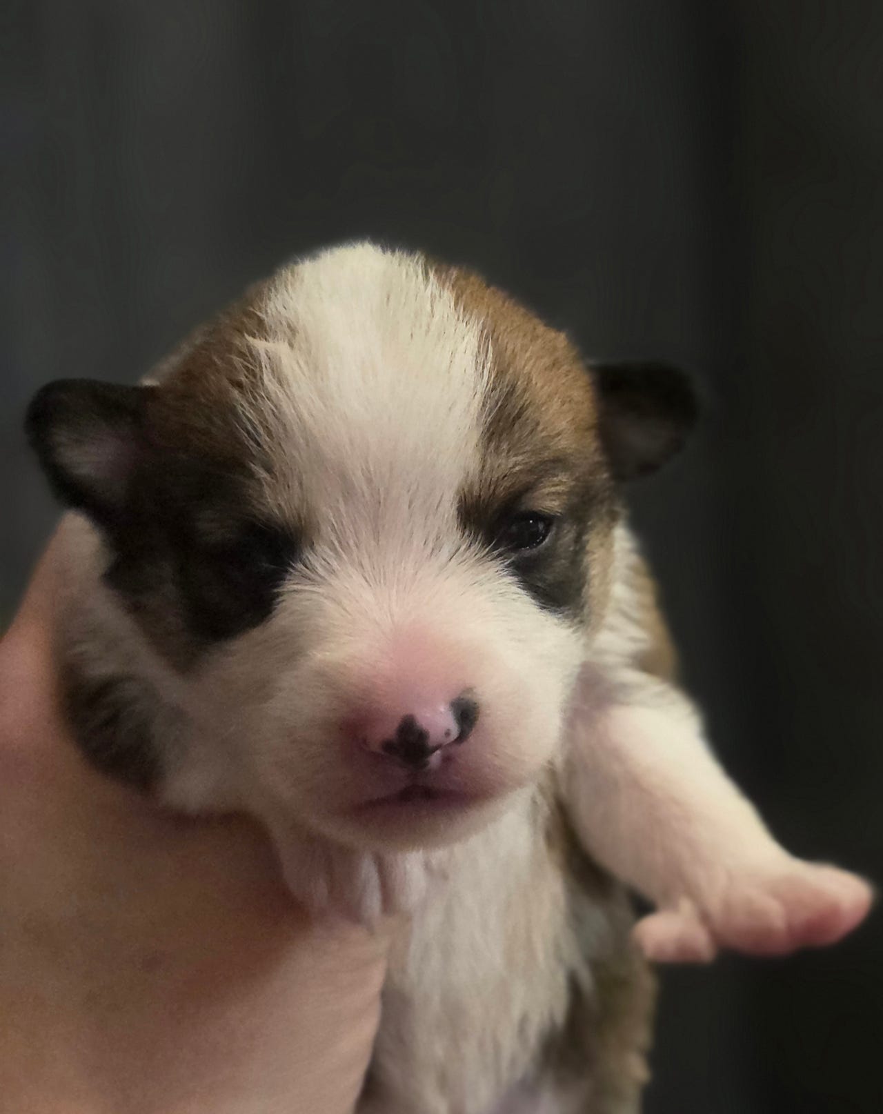 Norsk lundehund
