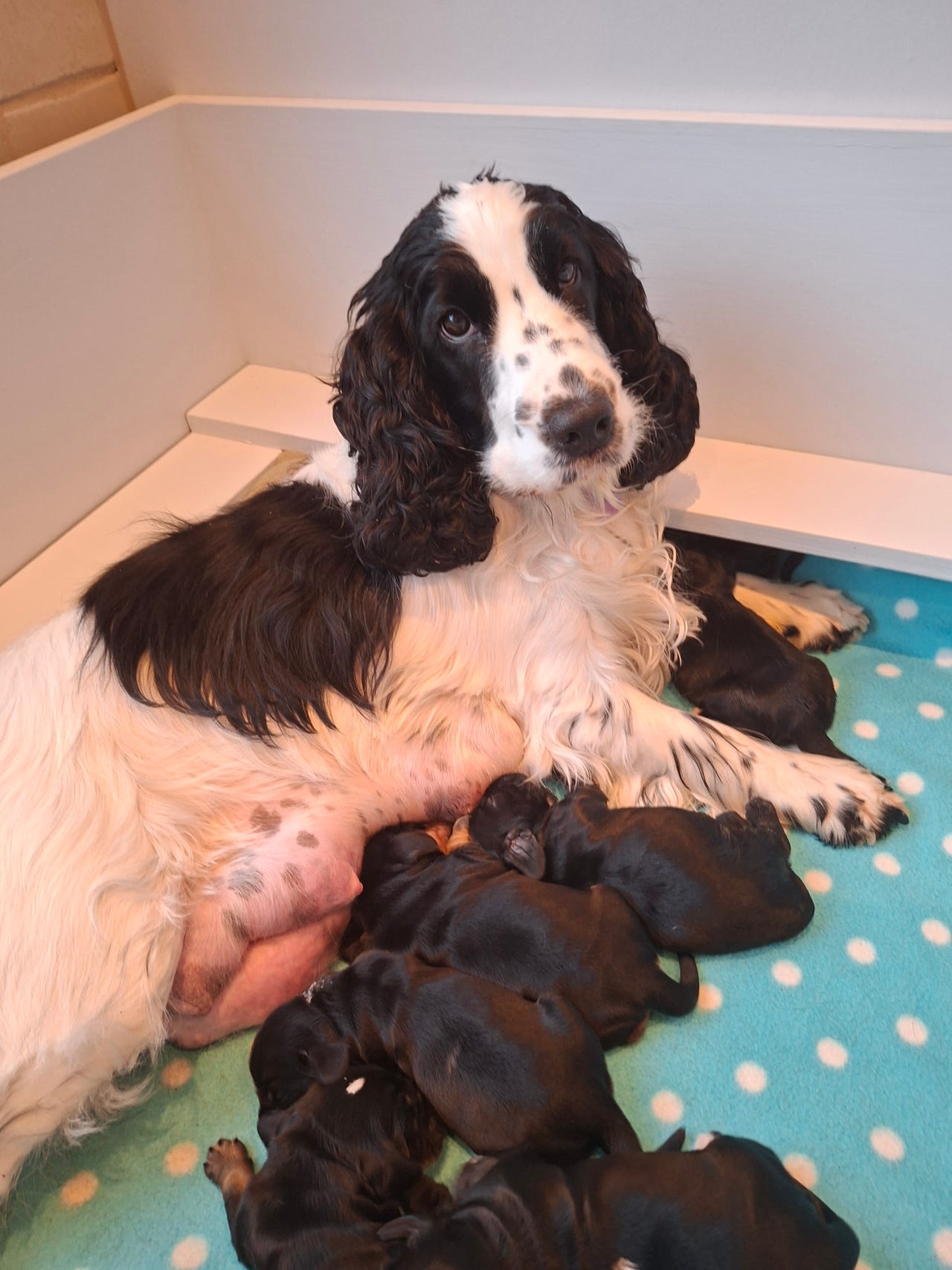 Cocker spaniel