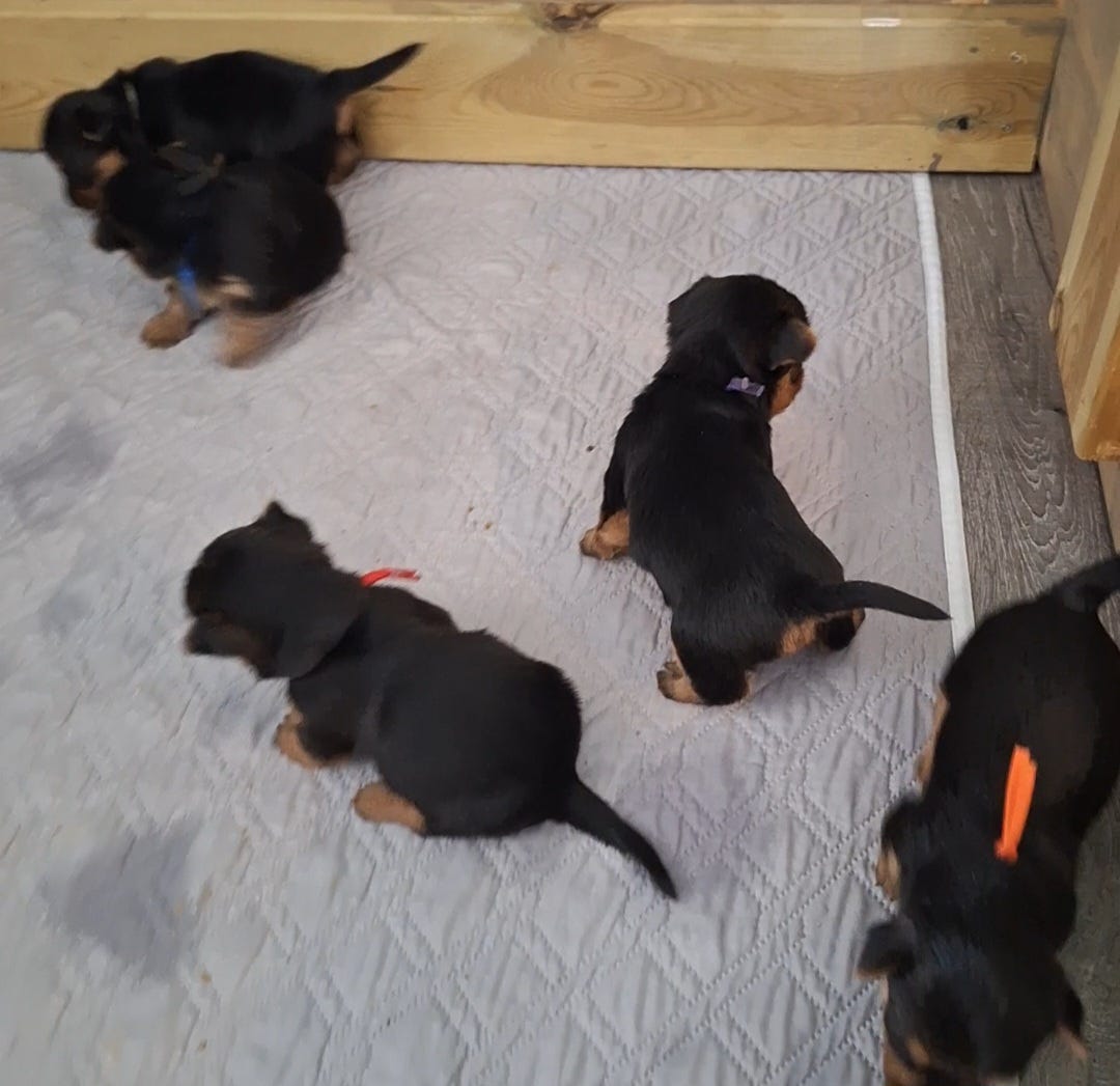 Australsk terrier