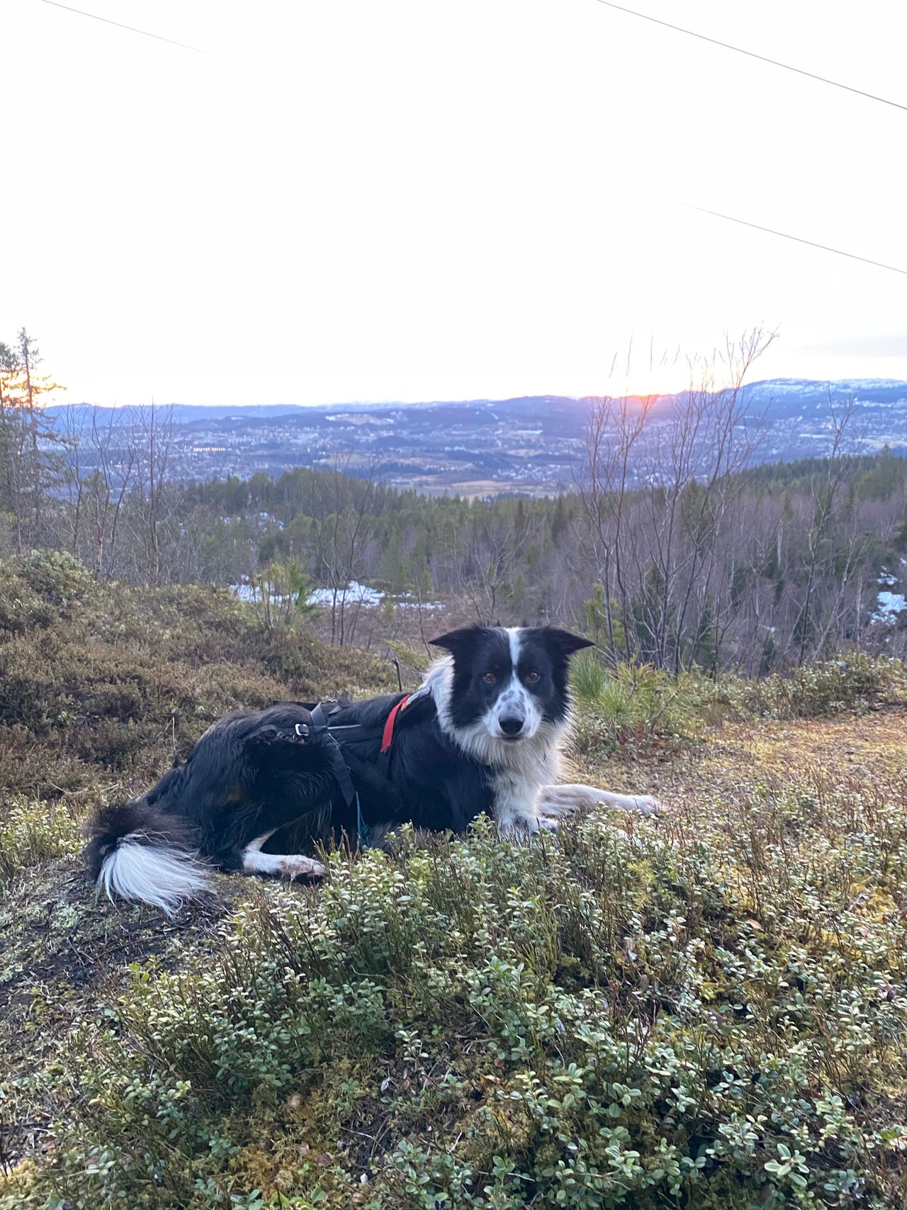 Border collie