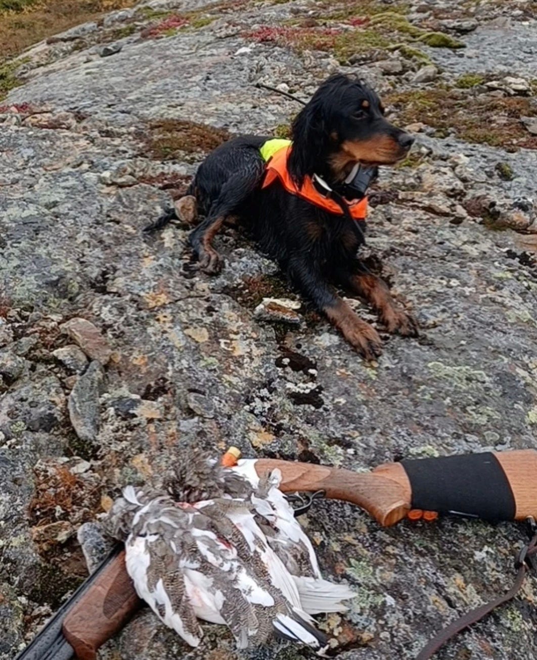 Gordon setter