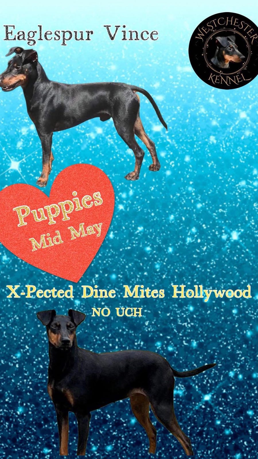 Manchester terrier