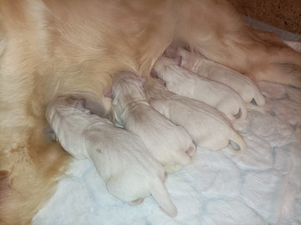 Golden retriever