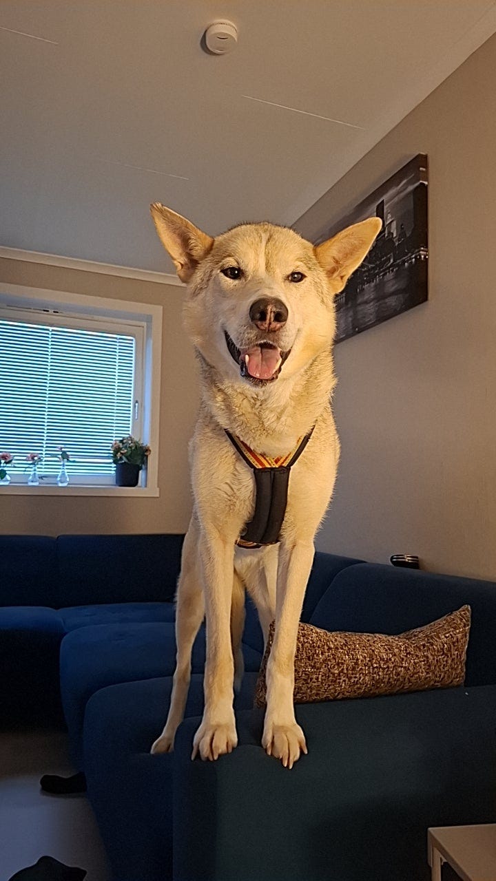 Siberian husky